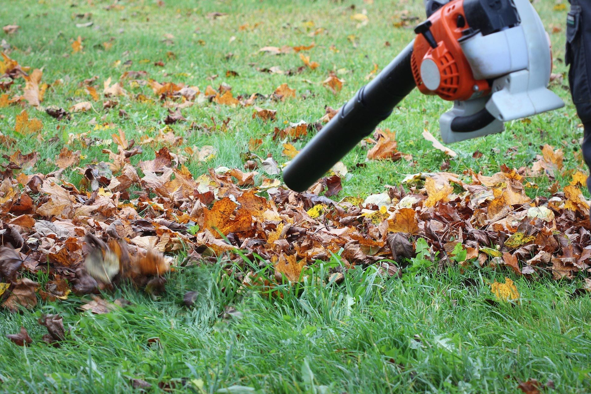 Person using a leaf blower on a lawn covered in fallen leaves, grass visible.