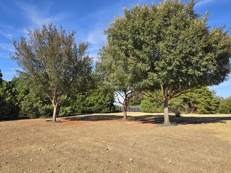 Two trees in a dry park under a clear blue sky, with green shrubs in the background