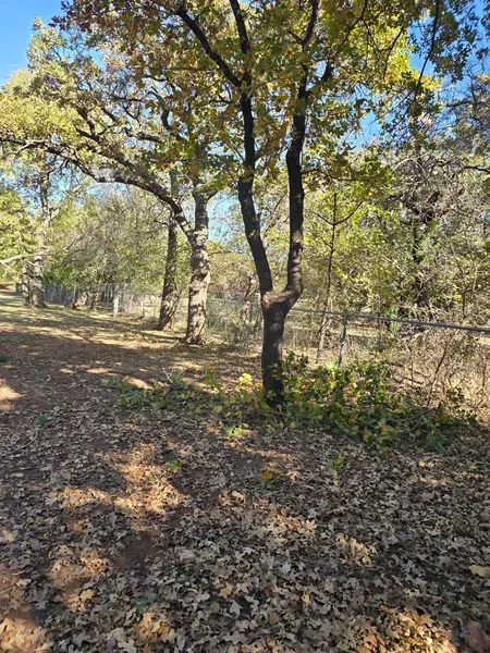 Leaf-covered woodland with scattered trees and sunlight filtering through the branches.