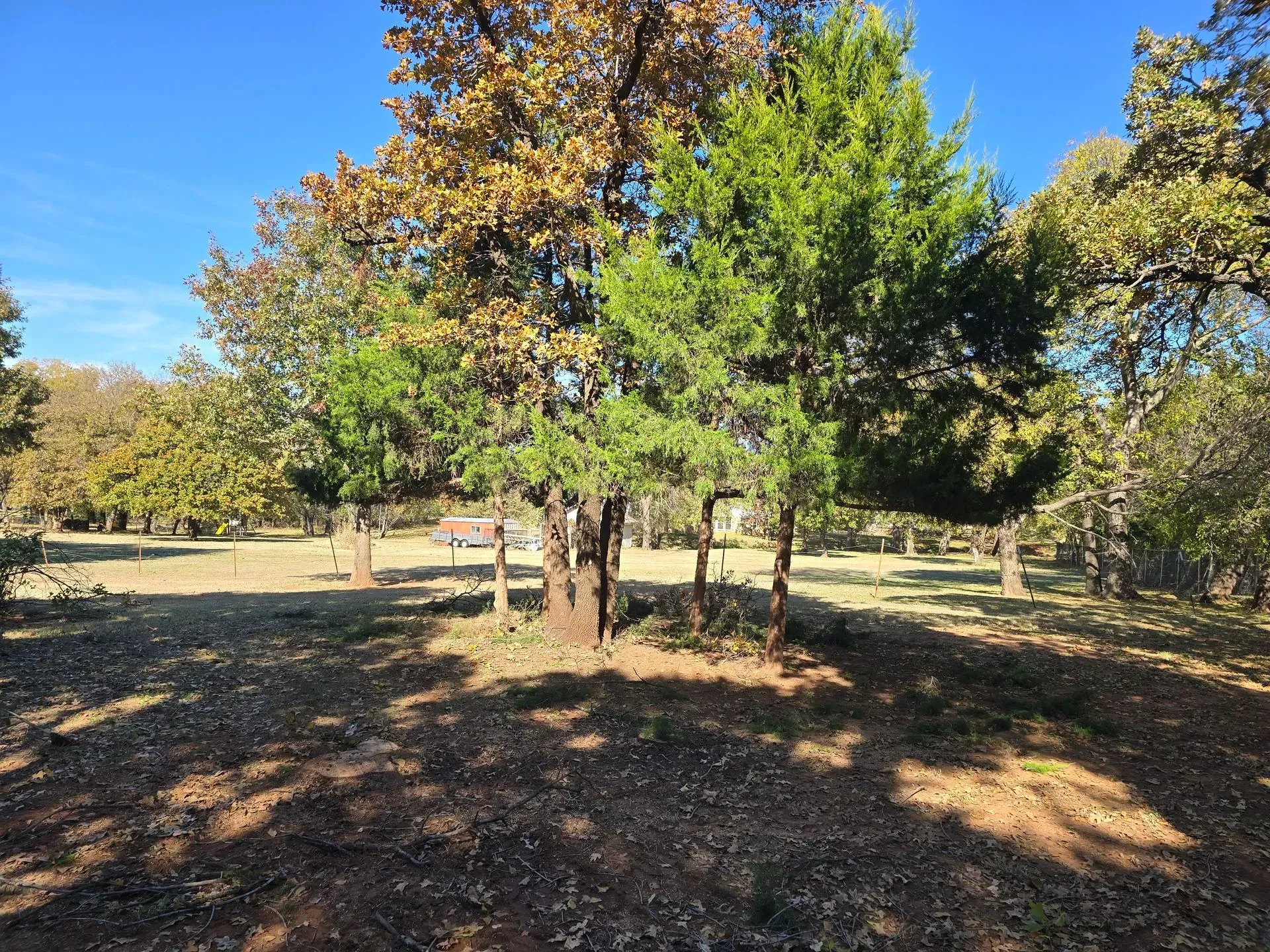 Sunny park with trees, grass, and scattered fallen leaves under a clear blue sky