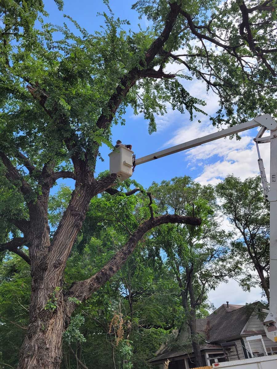 Large tree with thick branches beside a utility pole and wires under a blue sky, near rustic buildings