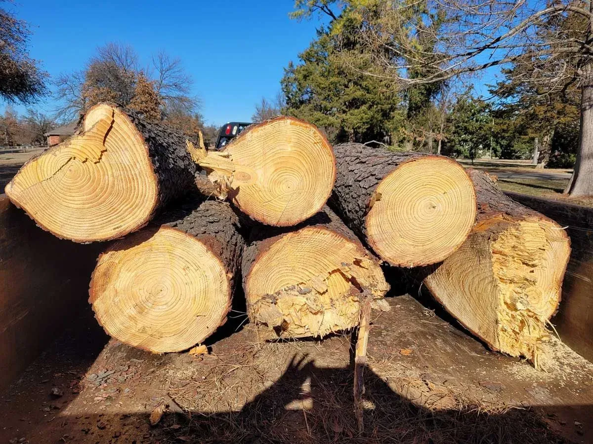 Stacked cut tree trunks on a dirt road under a blue sky, with bare trees in the background