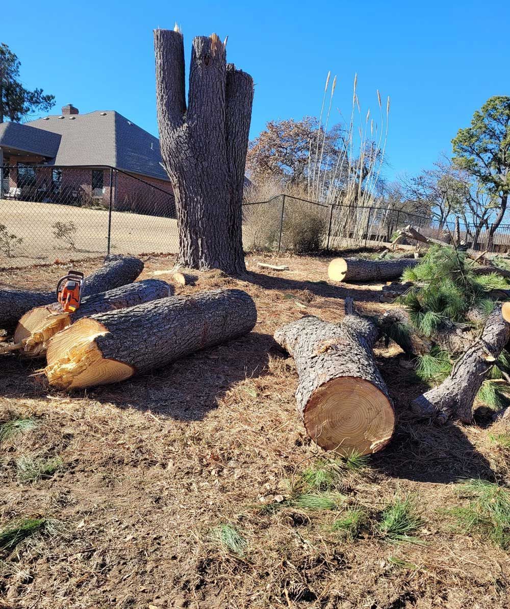 Felled tree trunks and a trimmed stump in a sunny yard with a house and leafless trees in the background