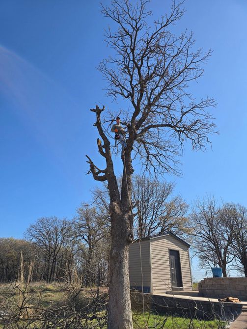 Leafless tree beside a small stone structure under a clear blue sky
