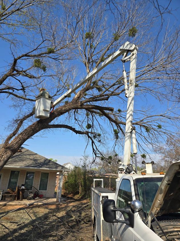 Bucket truck trimming tree branches beside a house on a clear day