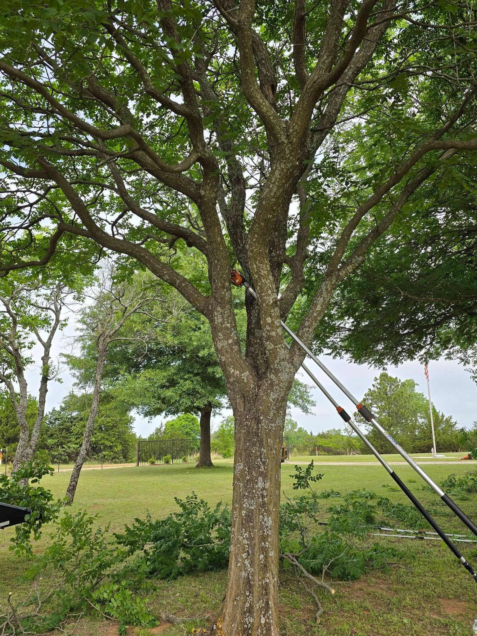 A large tree in a grassy park, with rope supports attached to the trunk and branches.