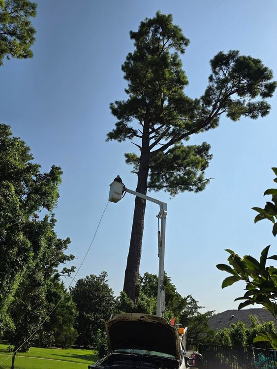 Tall tree in a sunny park with a streetlamp and blue sky