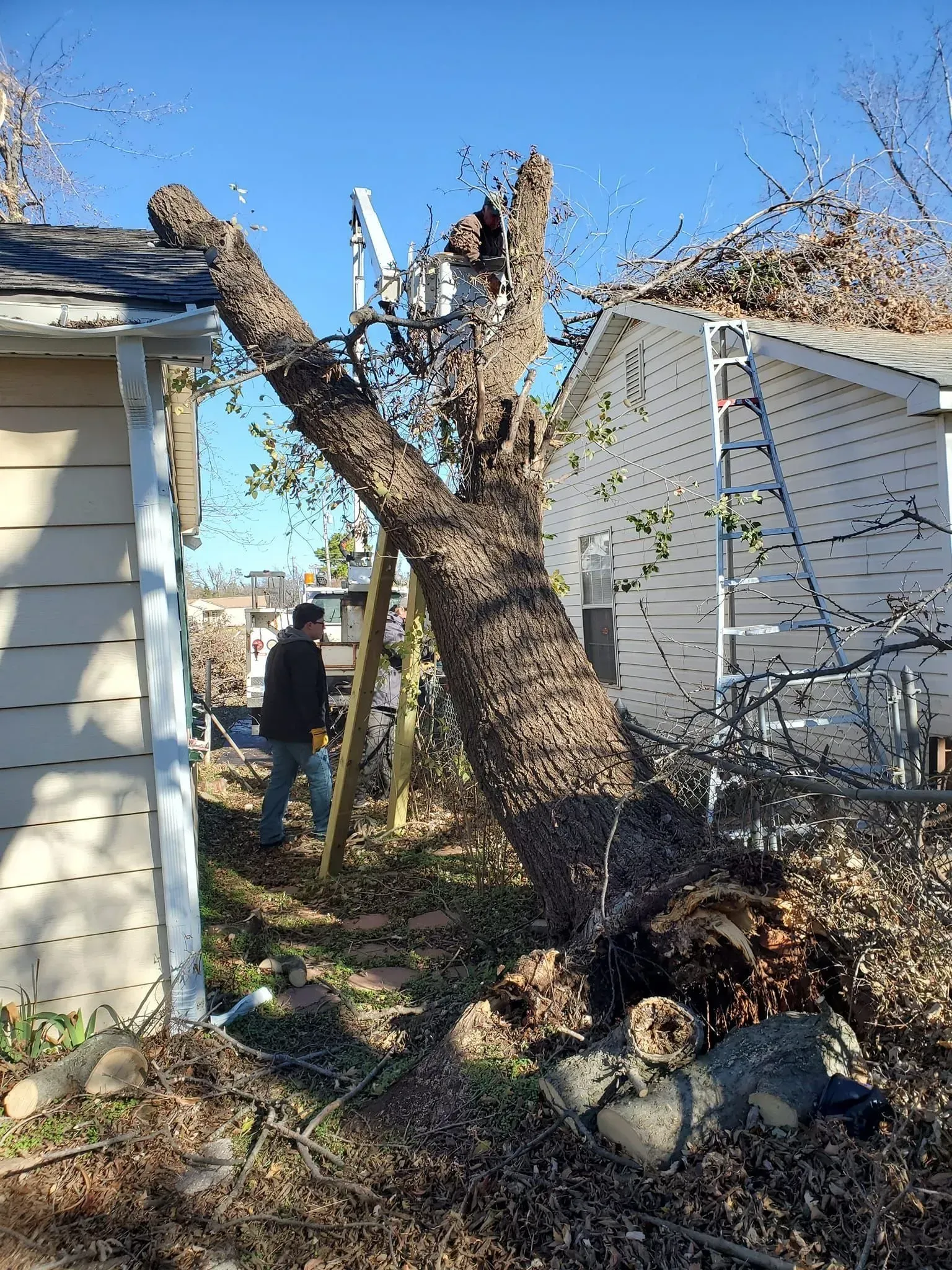 A man stands beside a cut tree trunk between two houses, with branches and debris scattered around.