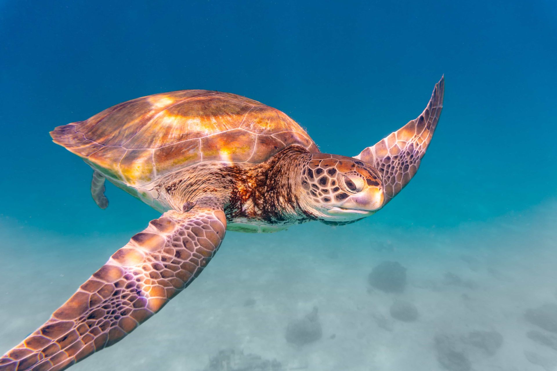 Sea turtle swimming in clear, blue water. Barbados wildlife at Sunbay Barbados.
