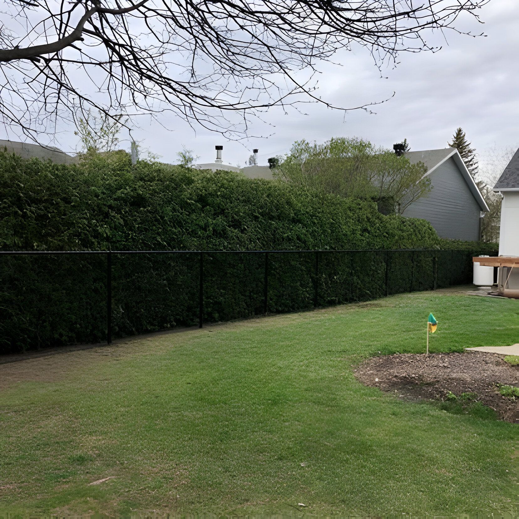 Green backyard with black fence and tall hedge against a cloudy sky.