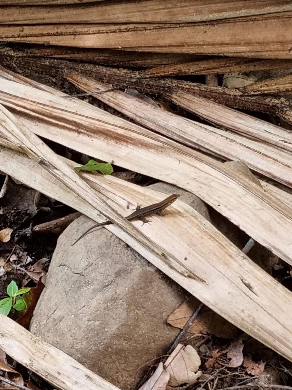 A Lizard Is Sitting On A Pile Of Wood Next To A Rock — Garden Bag in Kelsey Creek, QLD