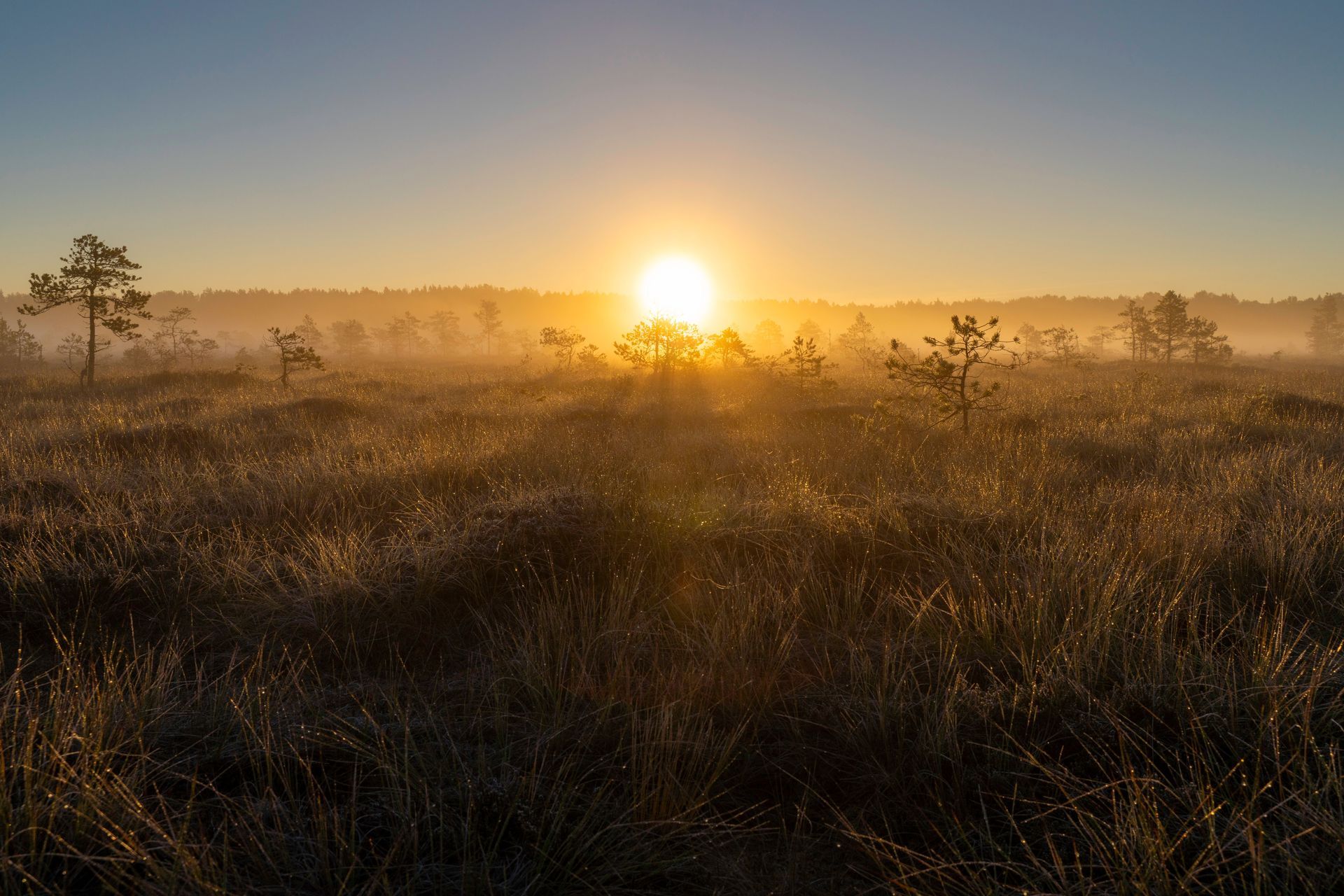 Zonsopgang boven een mistig grasland met verspreide bomen en gouden licht.