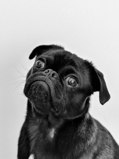 Black pug dog with a curious expression, tilting its head. Black and white photo.