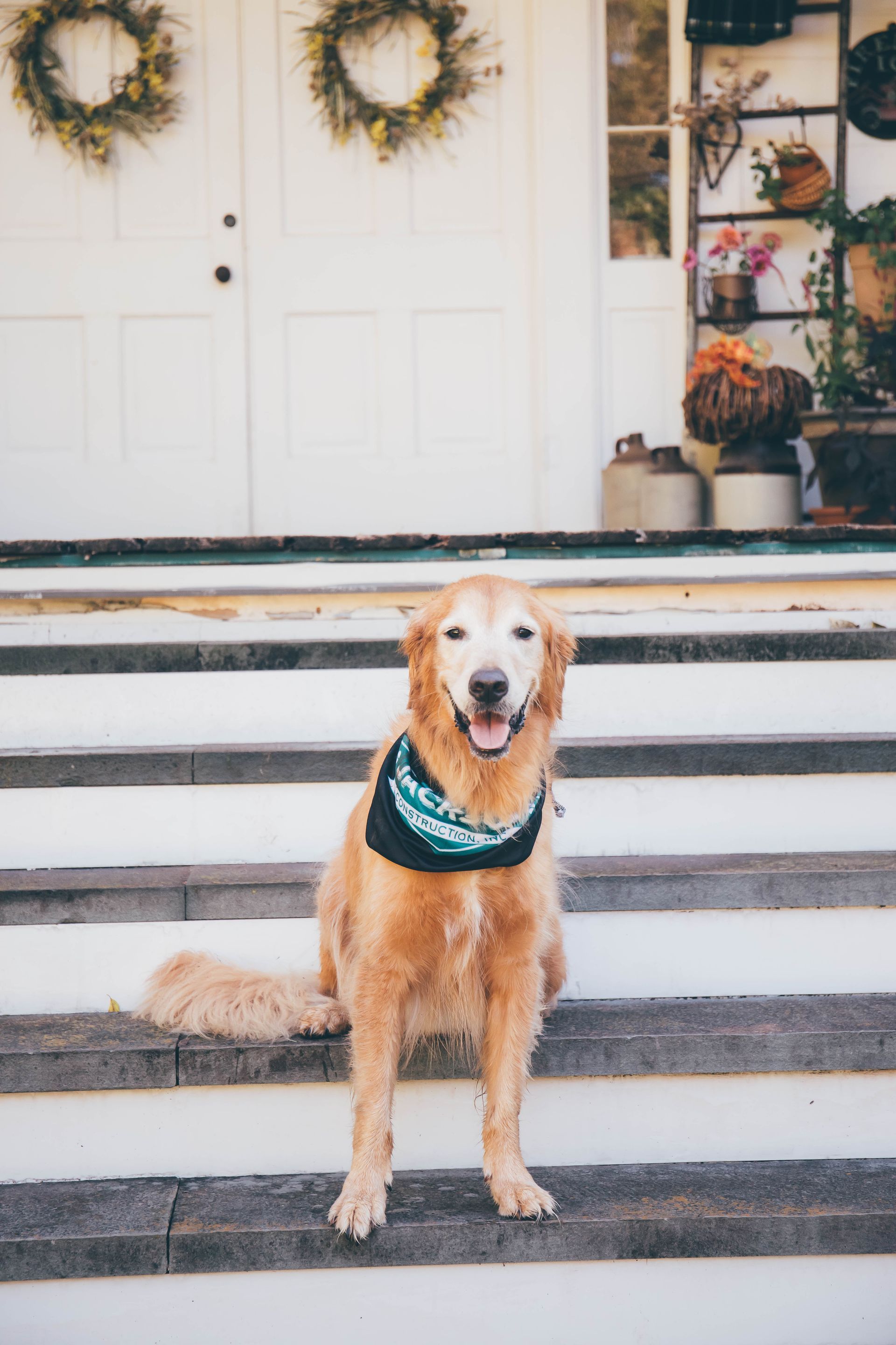 Golden retriever wearing a teal bandana sitting on front steps decorated with holiday wreaths
