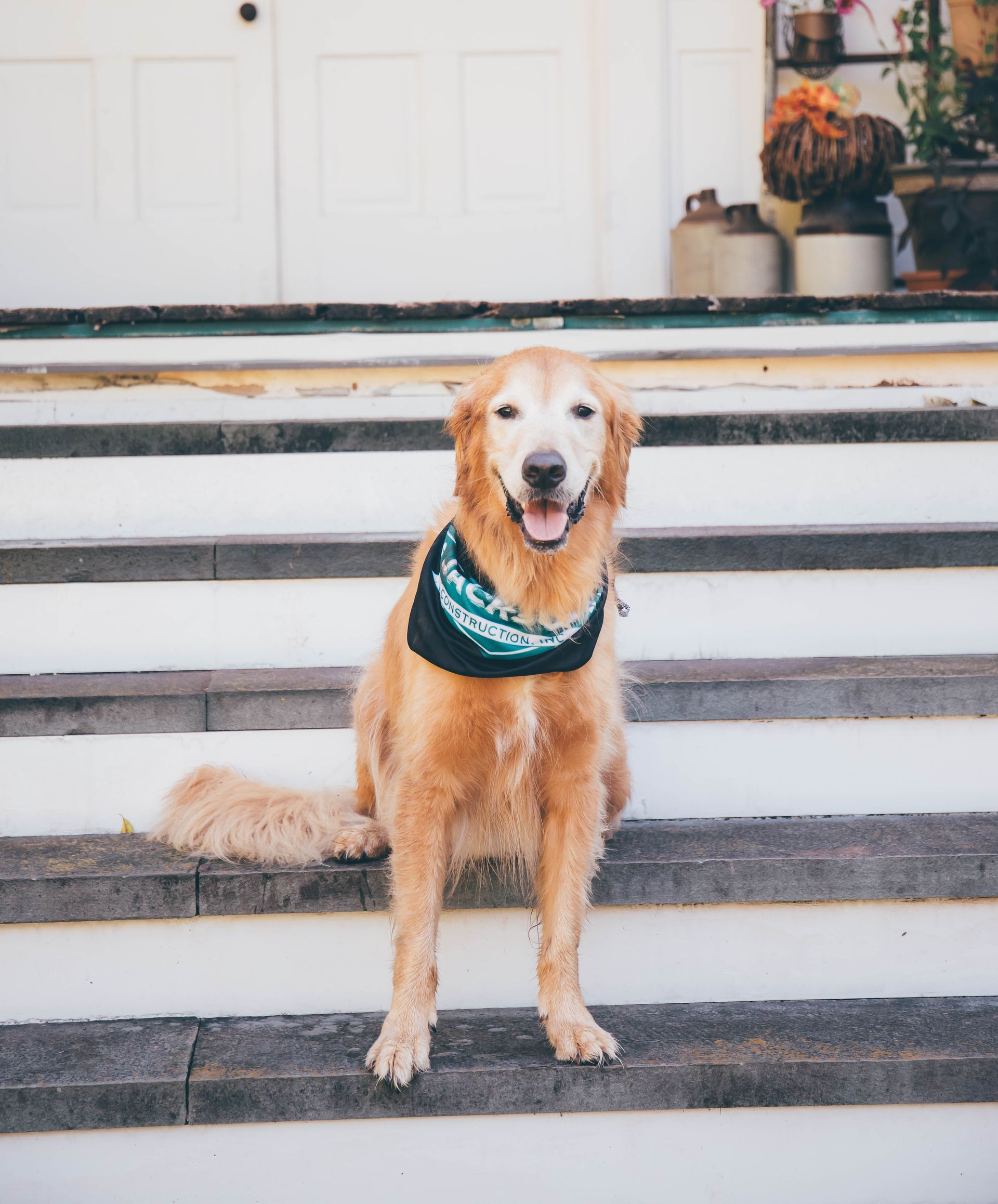 Golden retriever sitting on white steps, wearing a teal bandana and looking at the camera.