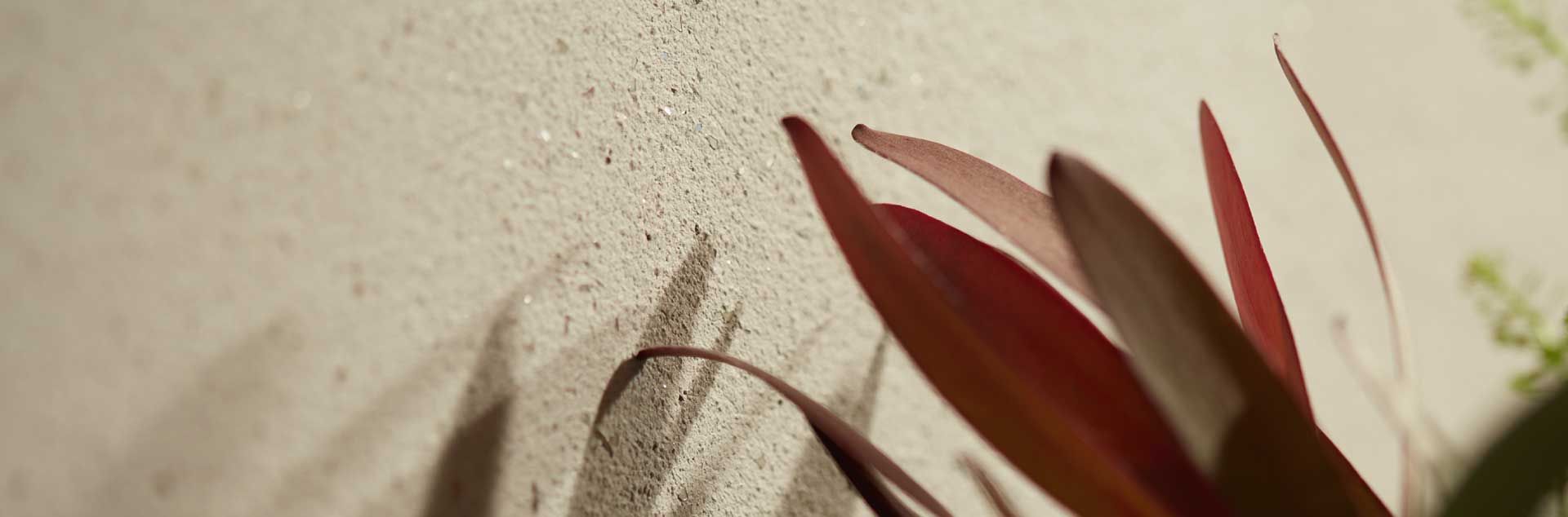 Rotspitzige Pflanzenblätter mit Schatten auf einer strukturierten, cremefarbenen Wand.