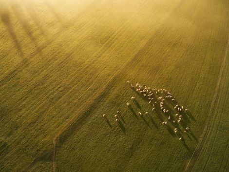 Aerial view of a sunlit golden field with a small herd gathered near the lower right.