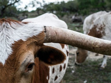 Brown-and-white cow with long horn in a grassy field, close-up profile