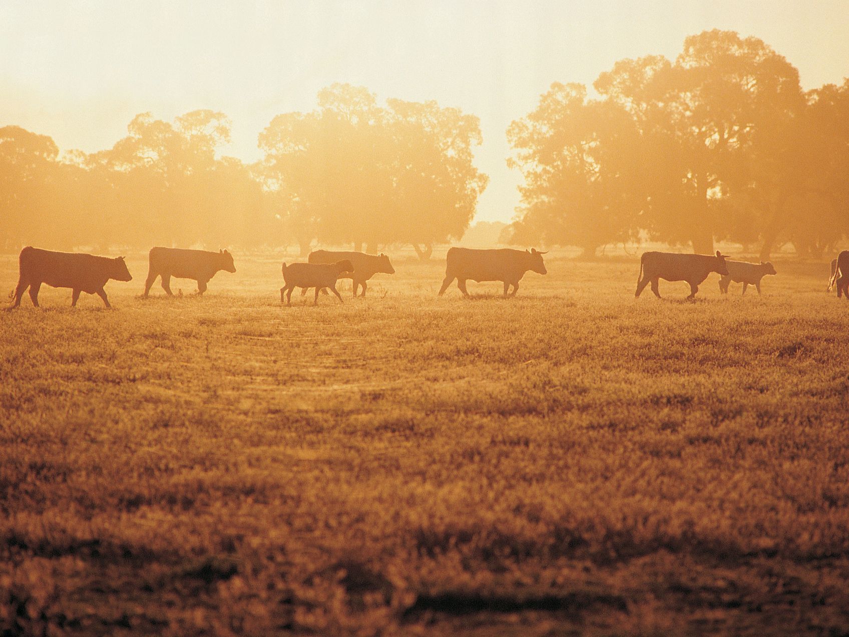 Cattle silhouetted in a golden sunrise over a grassy field with trees in the background