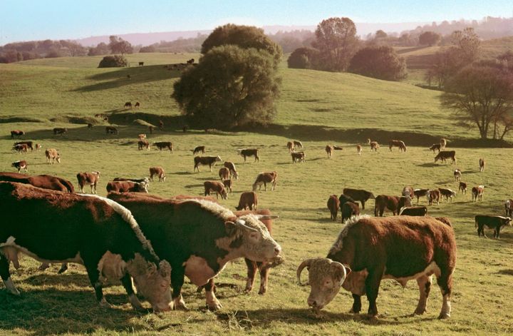 Cows grazing in a sunlit green pasture with rolling hills in the background
