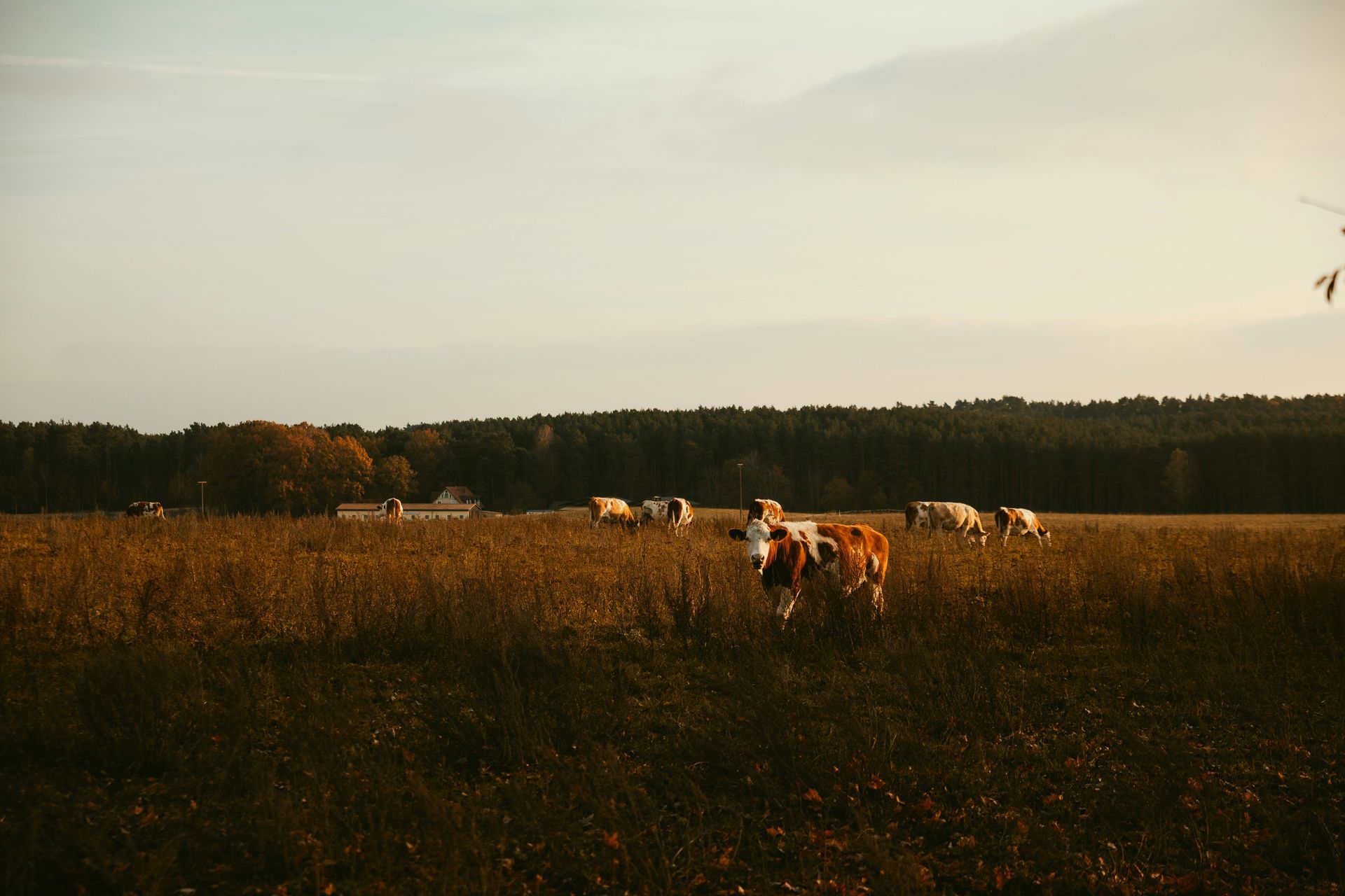 Cows grazing in a sunlit field with a dark forest line in the background