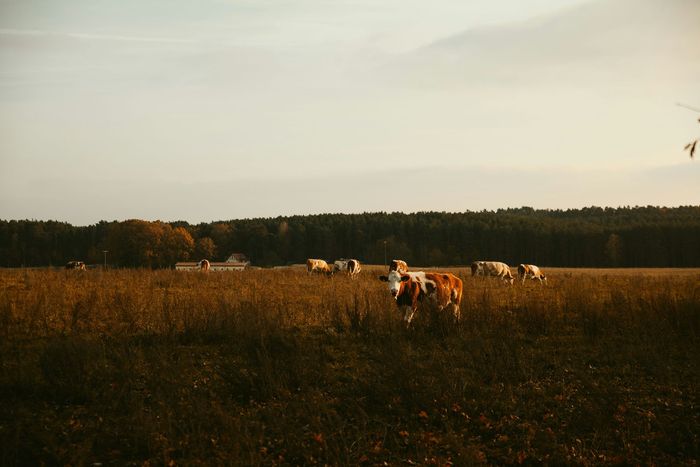 Cows grazing in a sunlit field with a dark forest line in the background