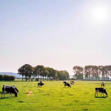Cows grazing in a bright green pasture with trees along the horizon under a clear sky