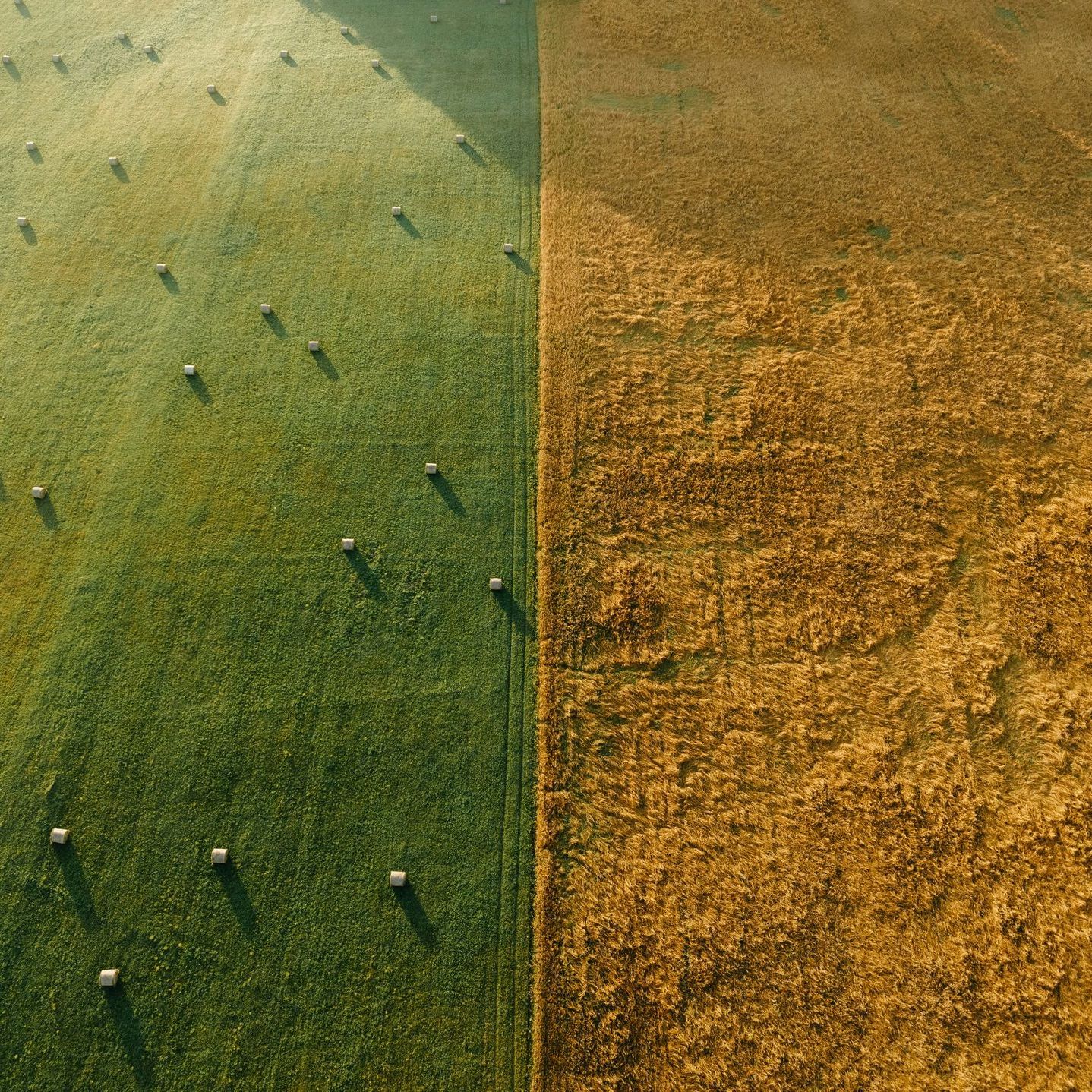 Aerial view of fields split between green and golden crops with rows of hay bales