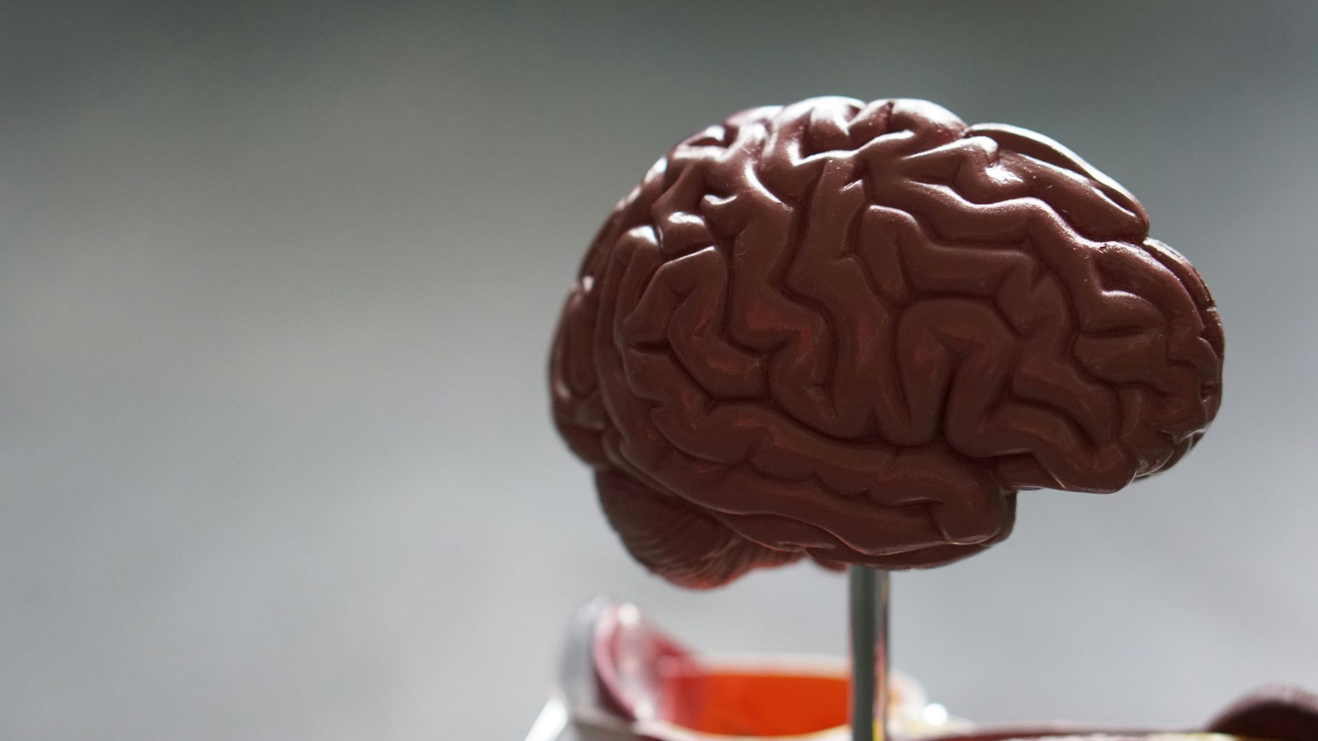 Plastic model brain mounted on a stand against a blurred gray background