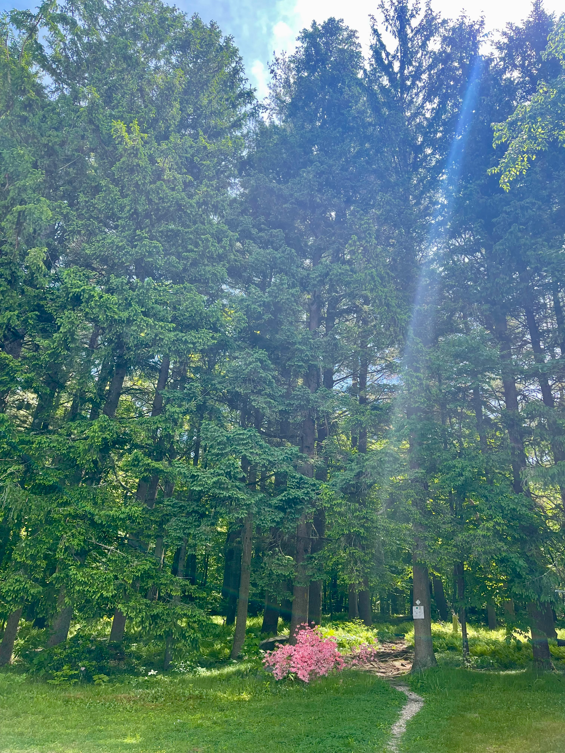 trees and light coming through