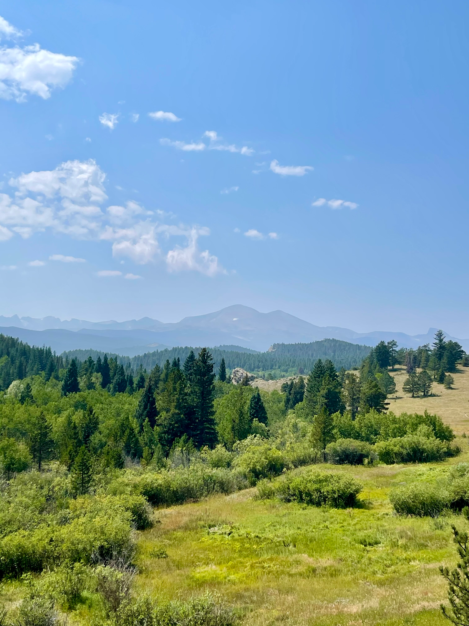 trees and mountains in a landscape