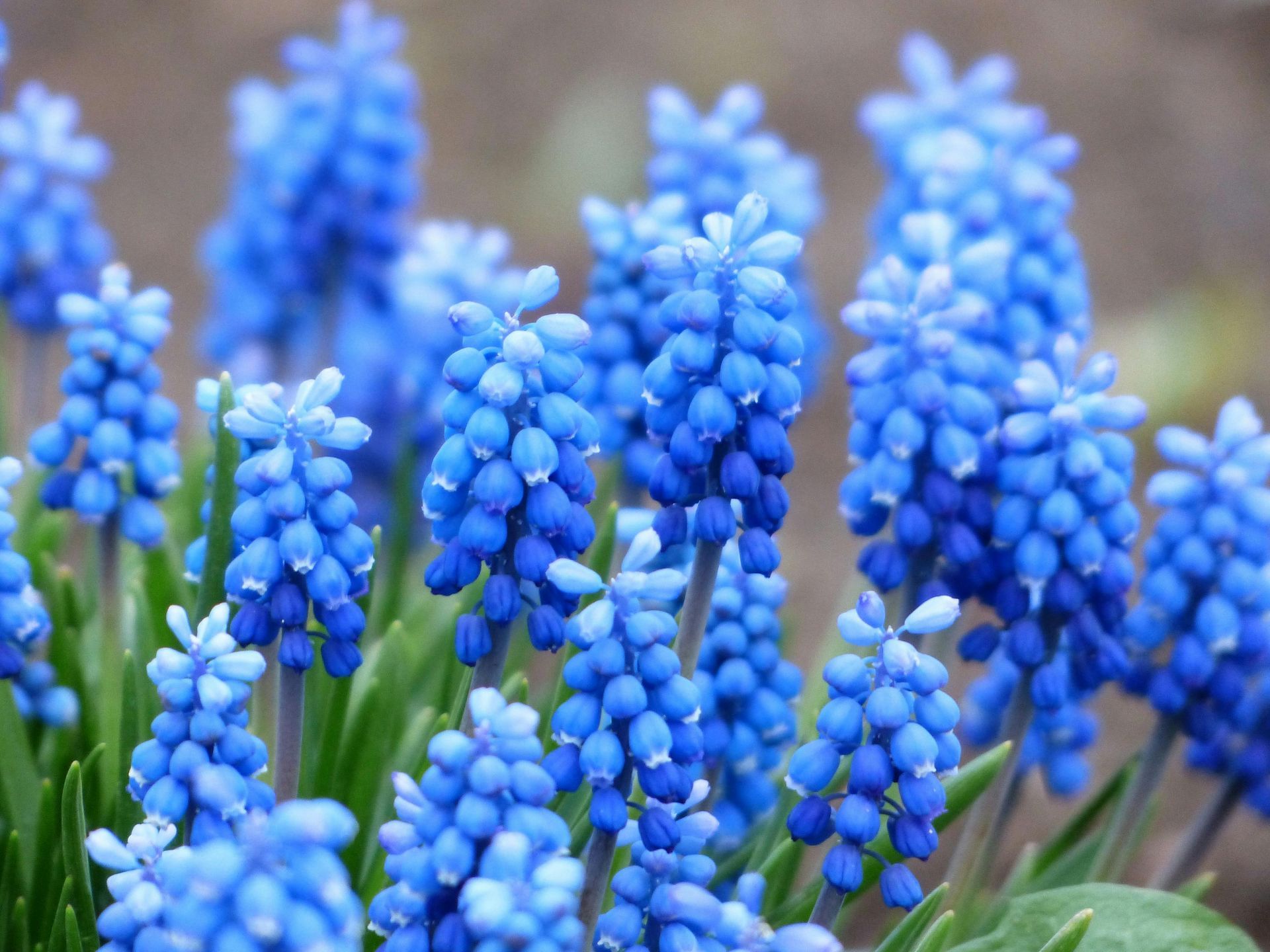 blue flowers blooming in spring