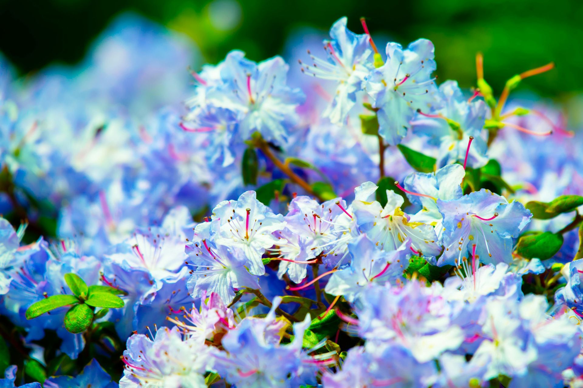 blue flowers