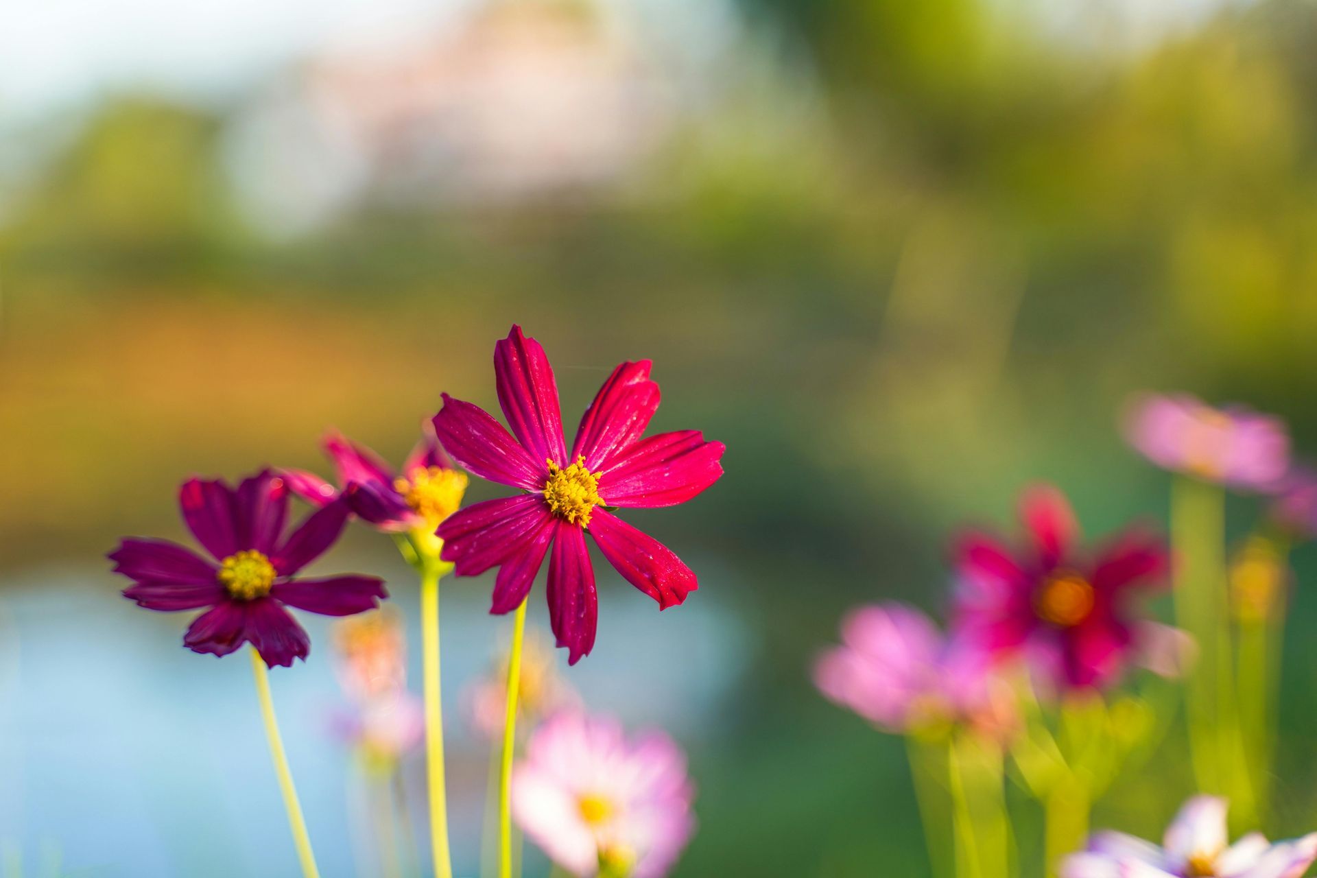 blue flowers blooming in spring