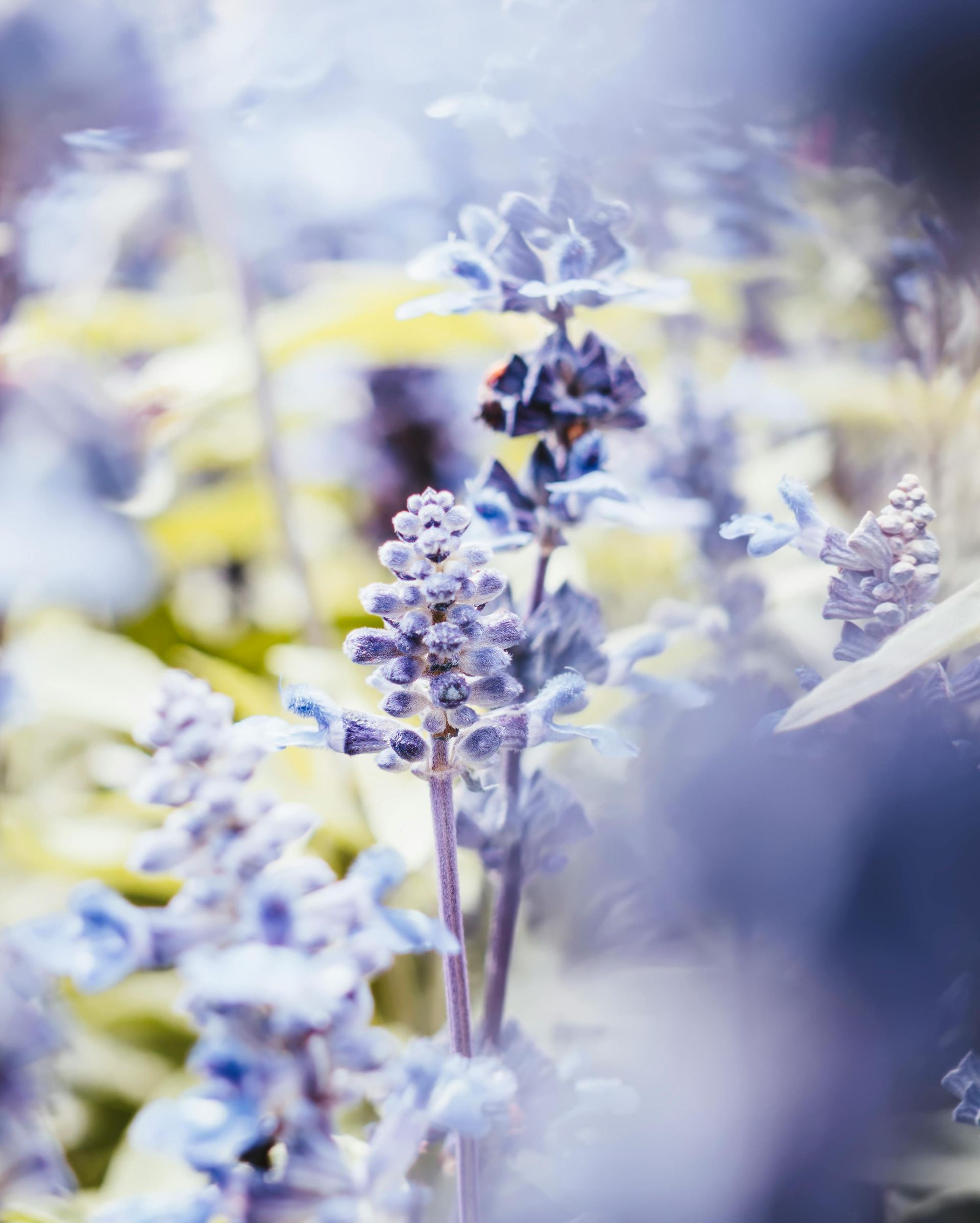 purple flowers