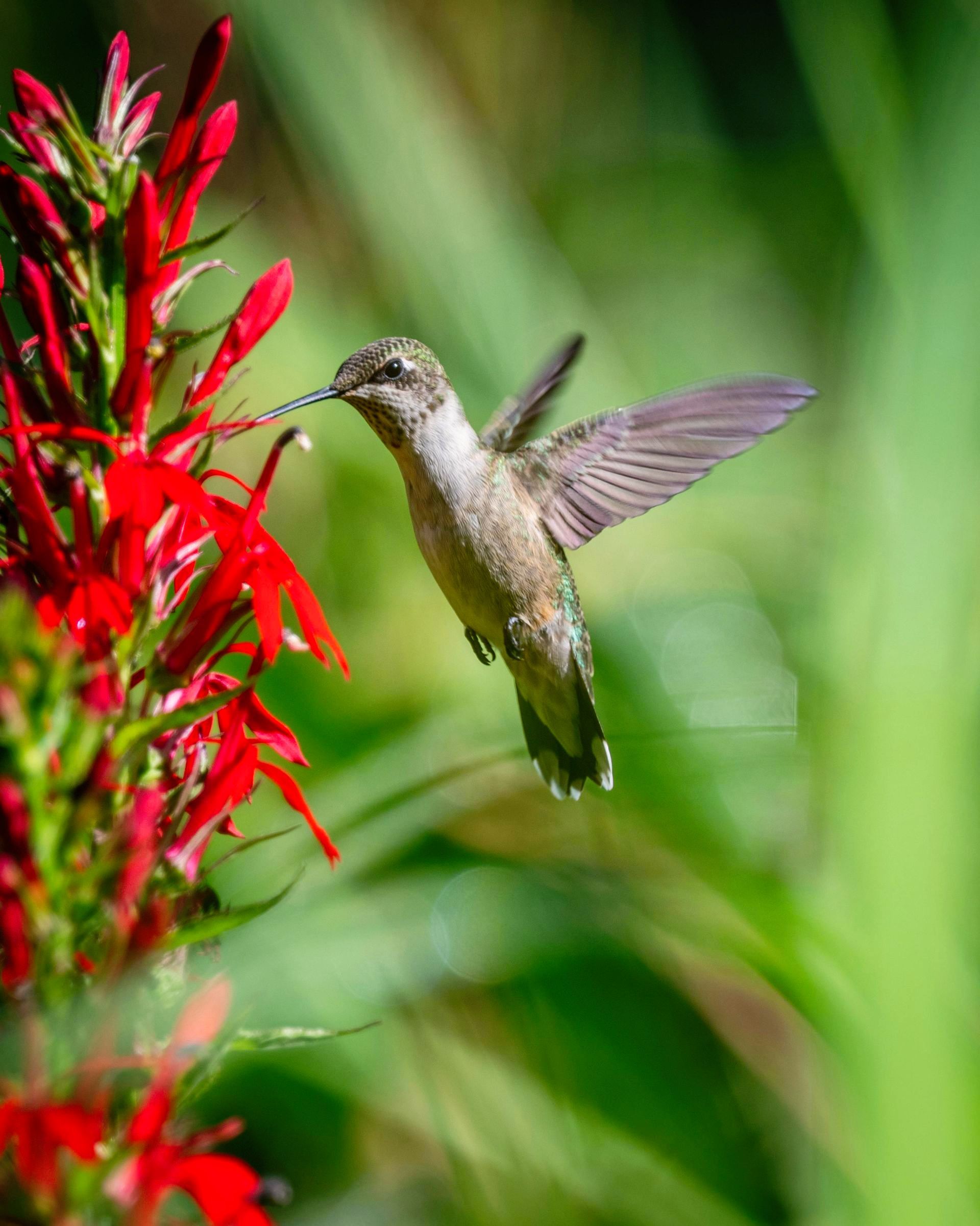 a hummingbird and a red flower