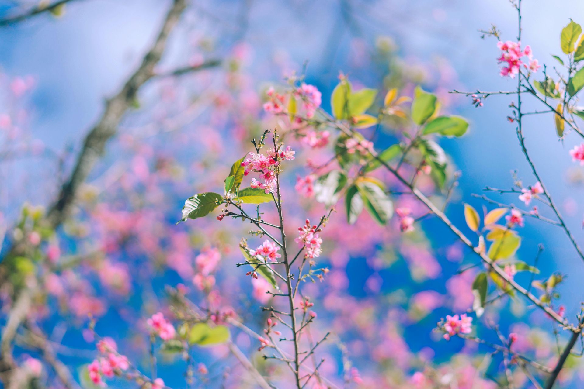 pink flowers on a tree