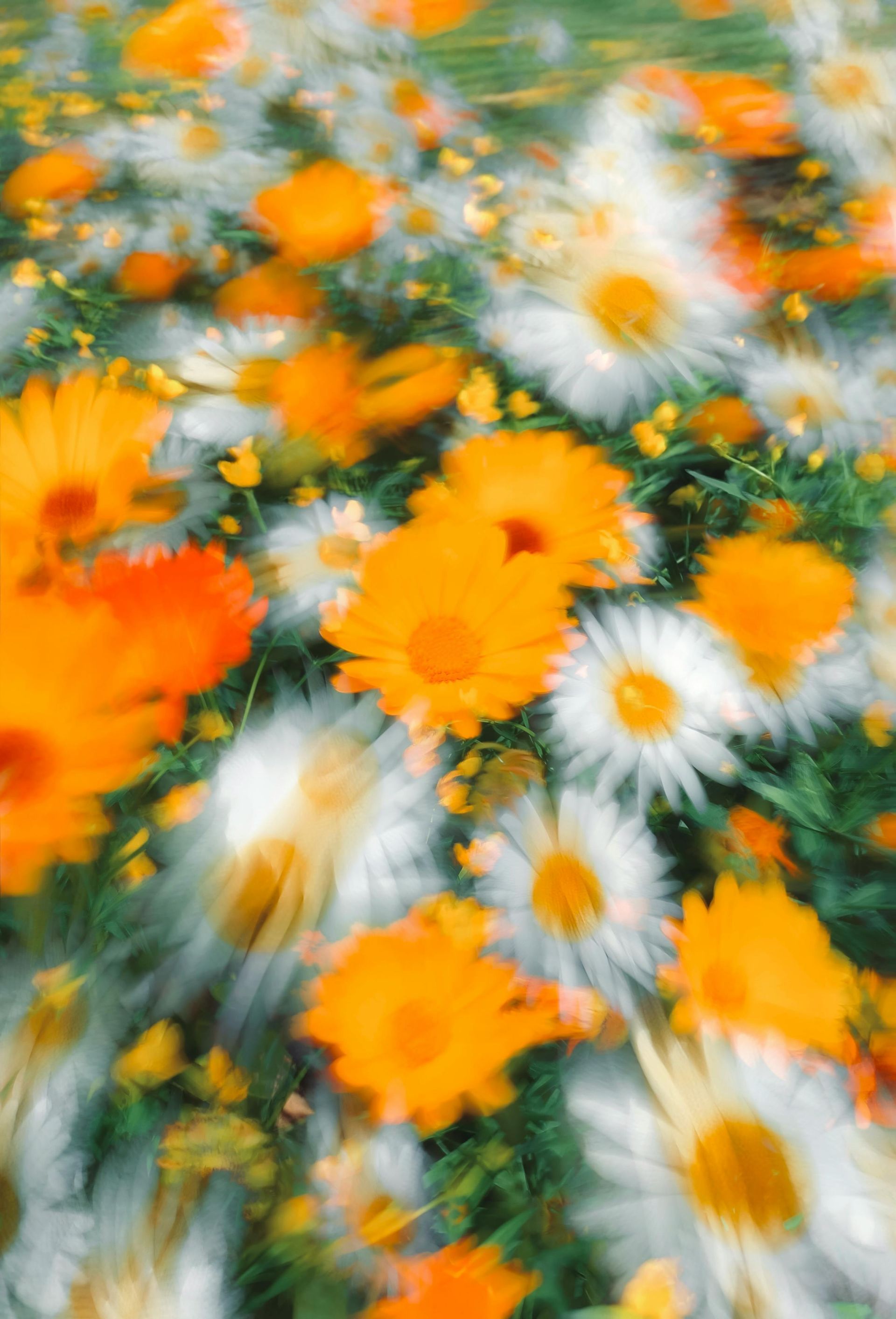 orange and white flowers blooming