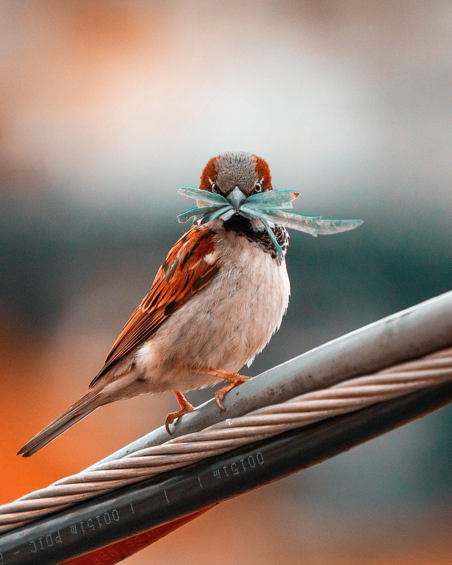 a bird eating a leaf