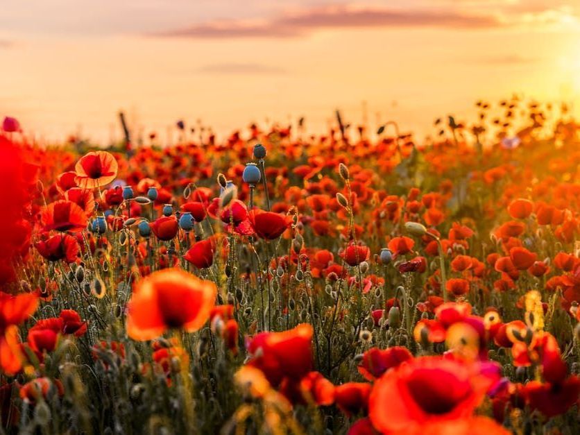 a field of red flowers