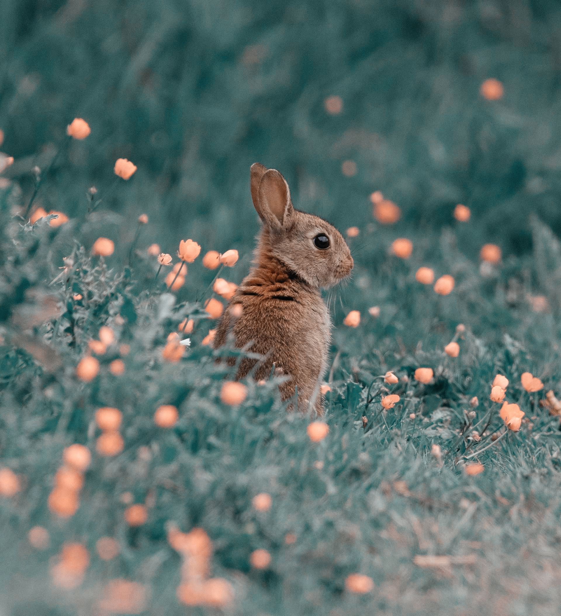 a rabbit and orange flowers