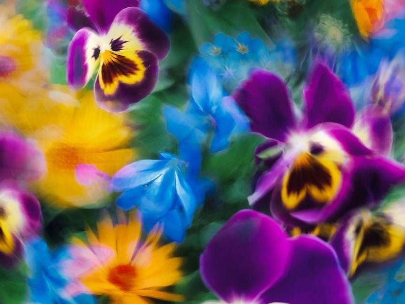 purple and blue flowers that look fuzzy
