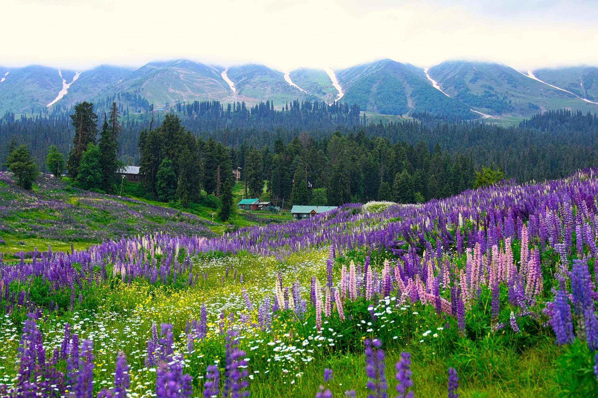 wildflowers with mountains in the background