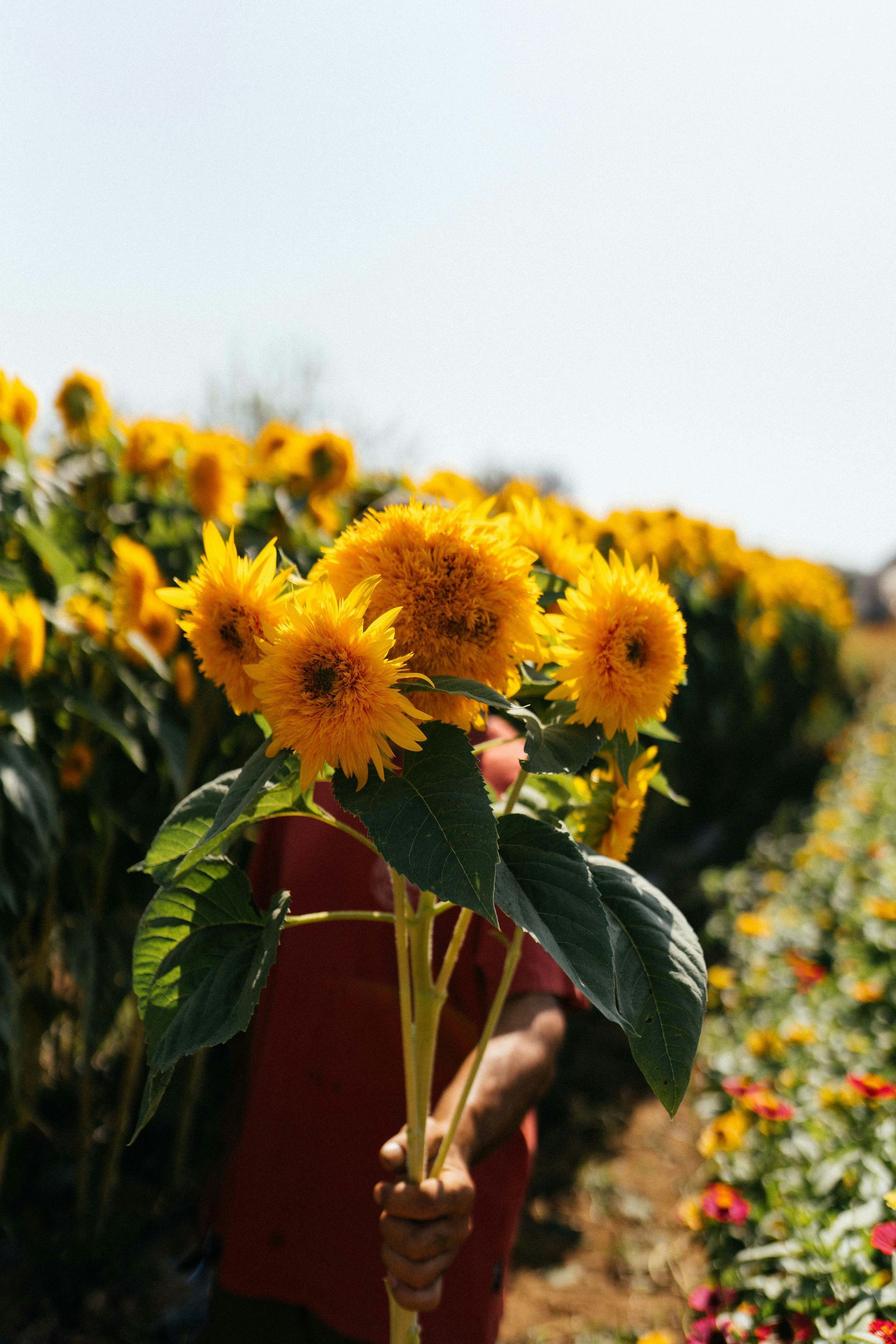 yellow dandelions blooming in the field