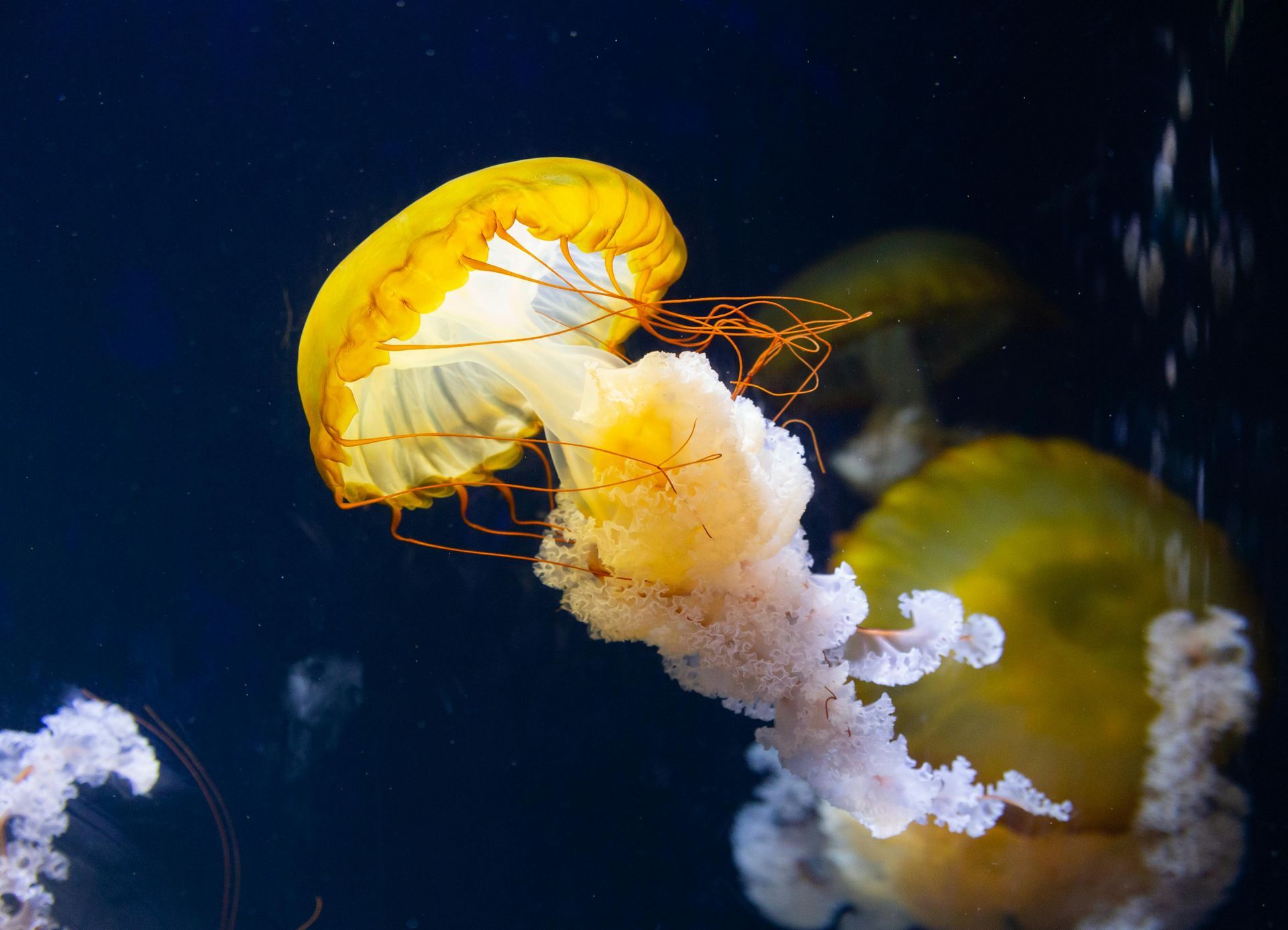 a yellow jellyfish swimming in the water