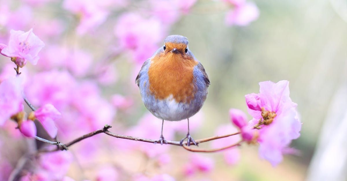 a robin bird sitting on a branch with a pink flower, over an eating disorder page