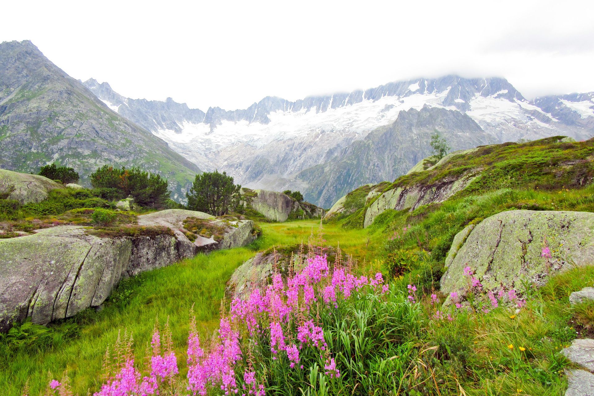 flowers in the mountains