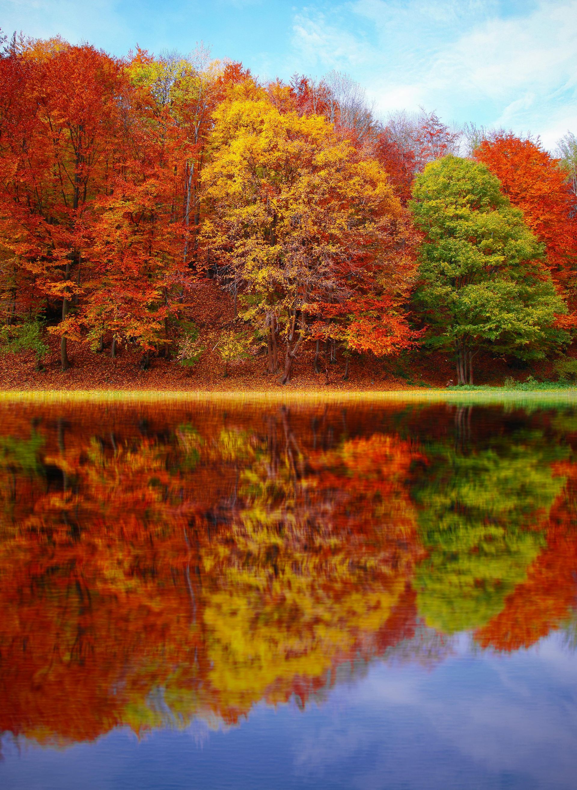 autumn trees and colorful leaves