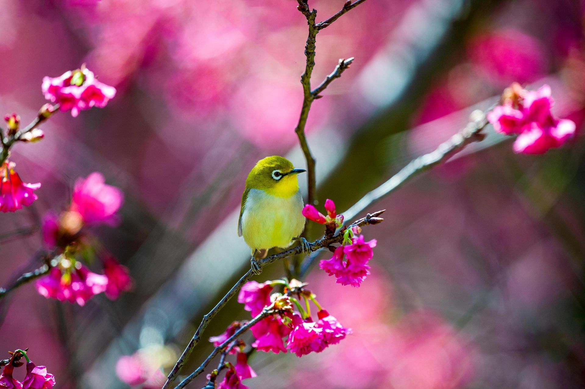 a bird on a branch with pink leaves