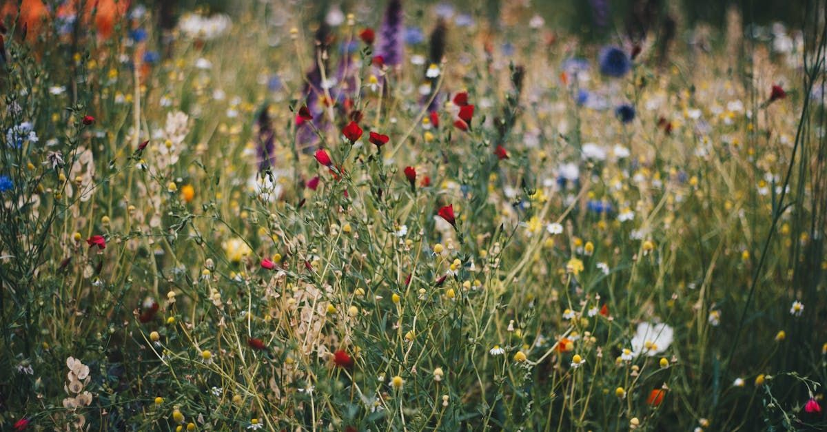 wildflowers in different colors